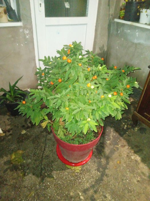 Cireasa de Ierusalim Bartoli (Solanum)