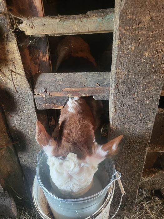 Продам бычка этого года