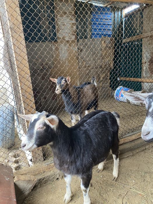 Серке сатылады 1 жасар