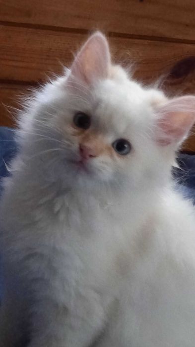 Невска маскарадна котка Neva Masquerade