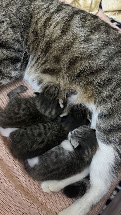 Мушук 3 та болалари билан совга киламан  урганган тоза соглом