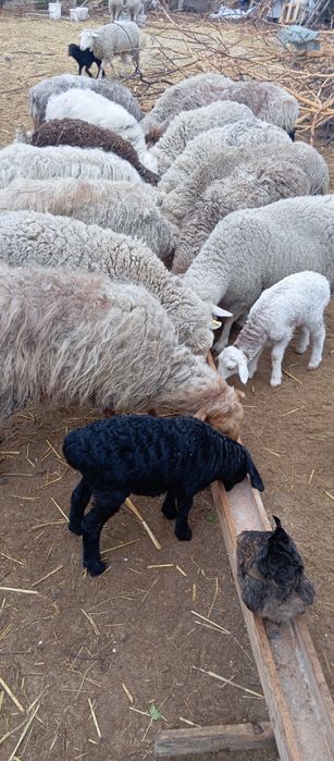 Бараны с ягнятами