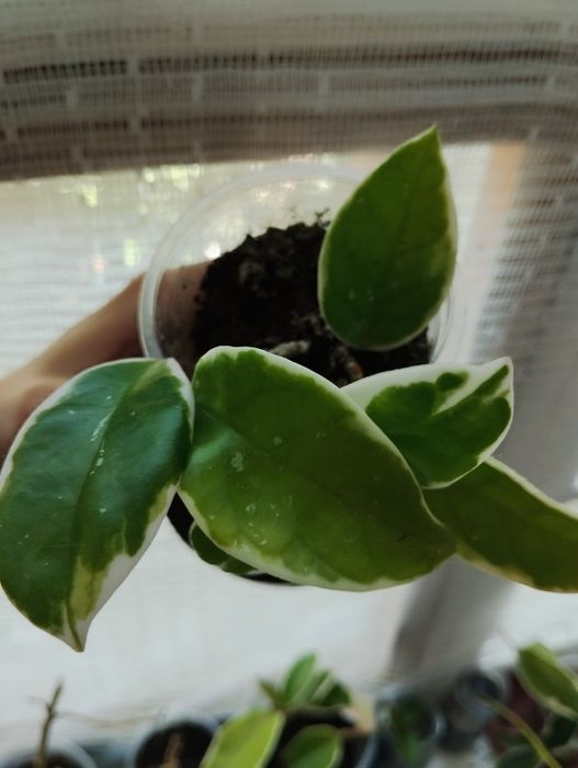 Хойя карноза ( 500-700тг)