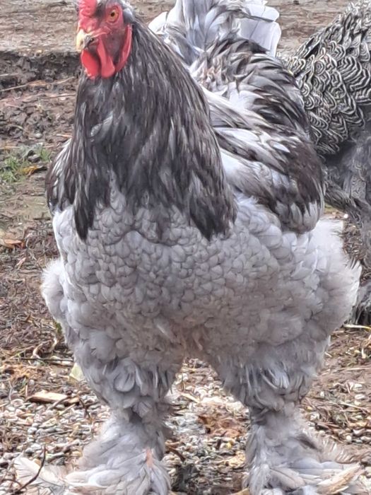 Vand Gaini și cocoși brahma diferite culori