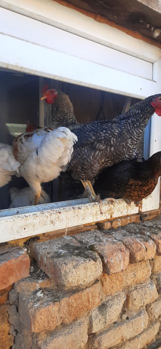 Продам молодых петушков