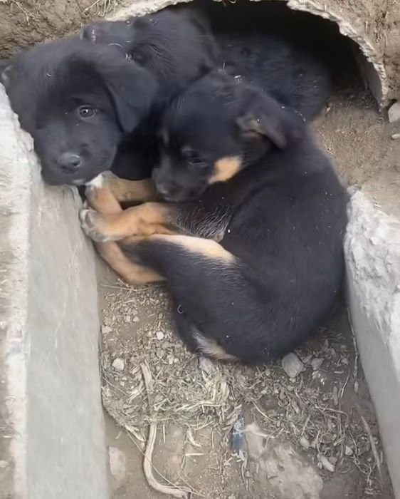 Щенки только в Добрые Руки!