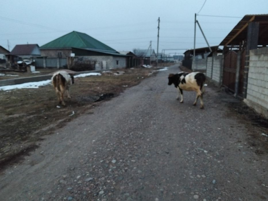 Сиыр сатылады 2 бас