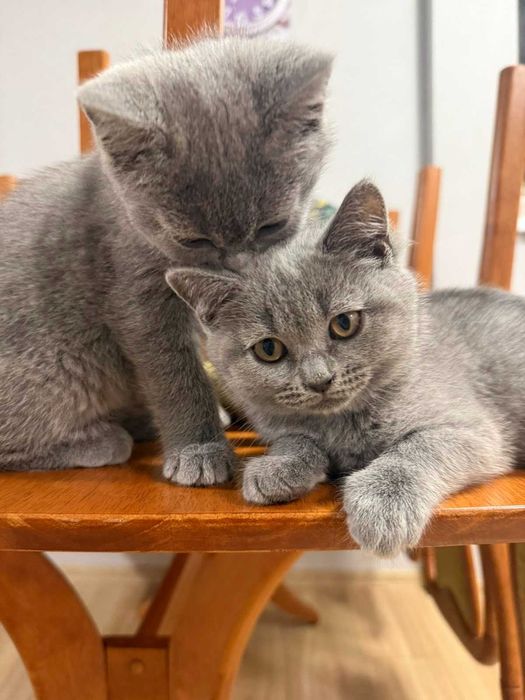 Прекрасни женски котенца Британска късокосместа търсят своя дом