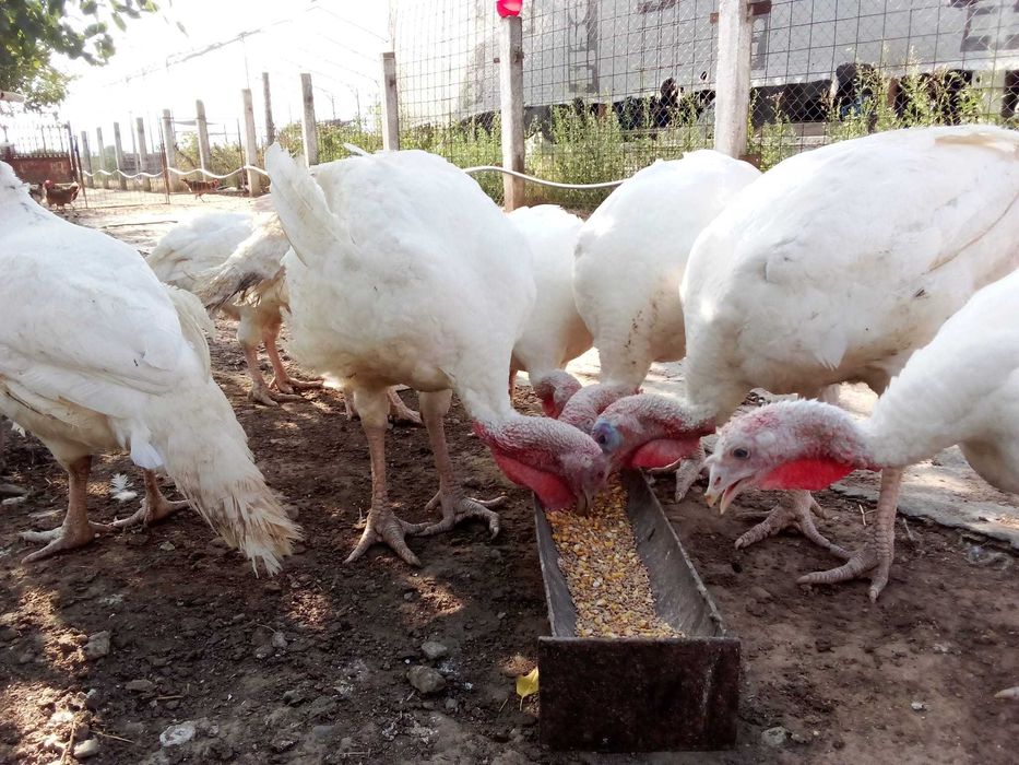 Curcani rasa grea de carne