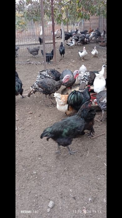 Păsări de țară crescute natural