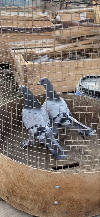 Голуби сизые пискуны