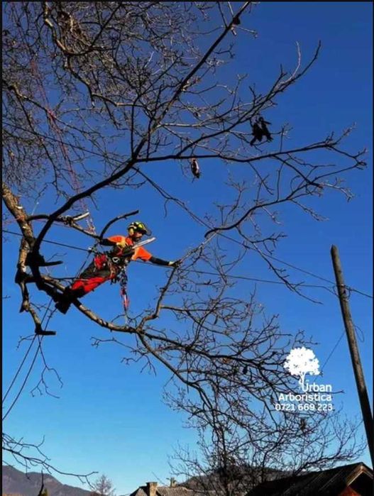 Toaletare Copaci Tăiere Arbori - Defrișare Copaci Periculoși pomi