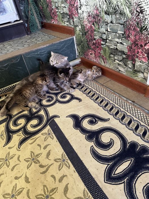 Шотландские котята