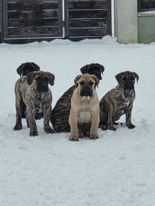 Presa Canario,Dodo Canario, Părinți Campioni Pedigree FCI.