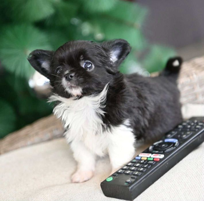 Мъжко дългокосместо мини чихуахуа