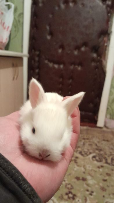 Продам кролика декоративные есть доставка