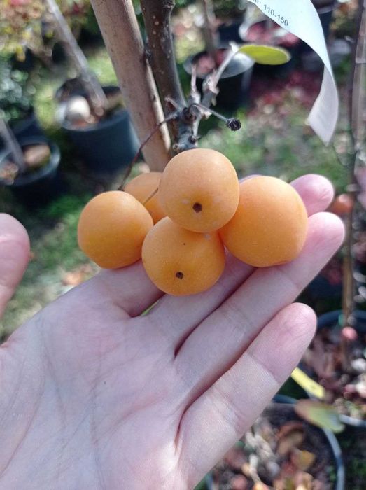 Ранетки импортные