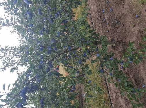 Prume Stanley pentu țuică 0747811251
