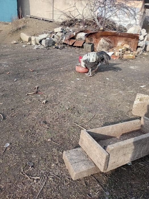 Вариант бар тауықа