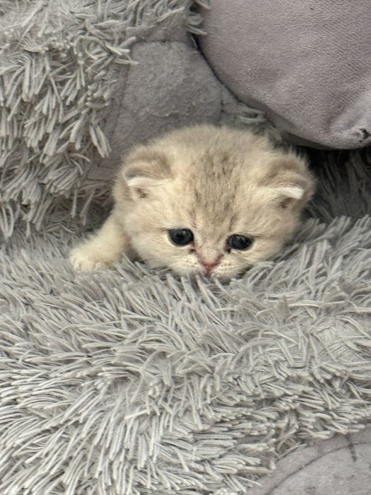 Кошка голубая золотая шиншилла