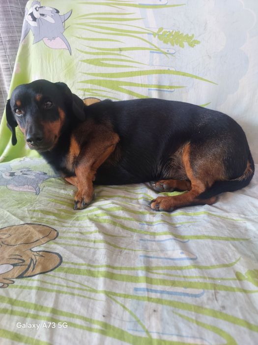 Кобель такса для вязки.