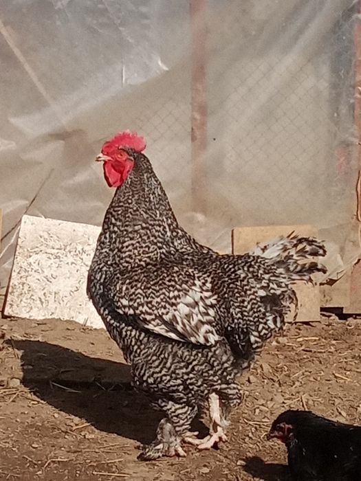 Продам чистокровного