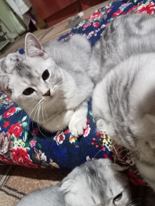 «Премиум-класс» Чистокровные шиншила серебристый