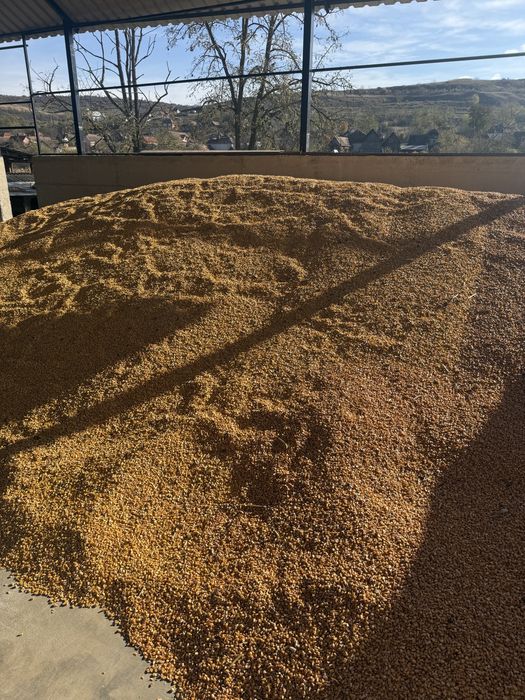 Porumb boabe 2025 cereale boabe