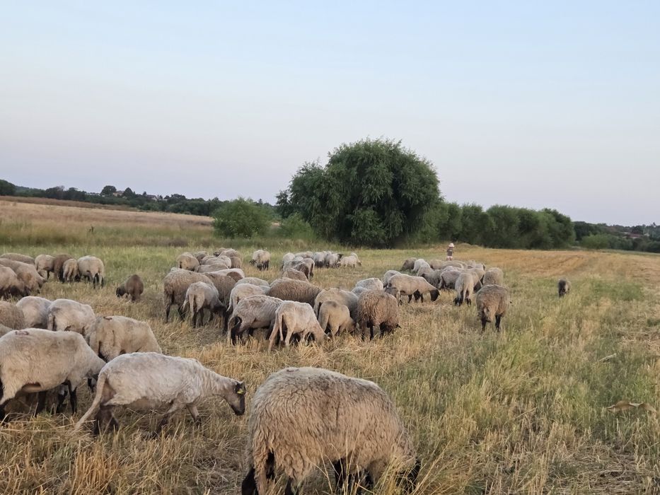 Oi carabase crotaliate