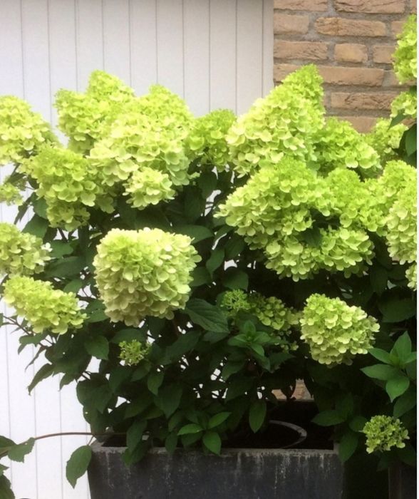 Гортензия метельчатая