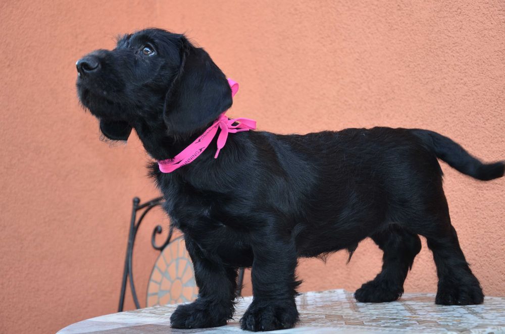 Teckel sarmos negru