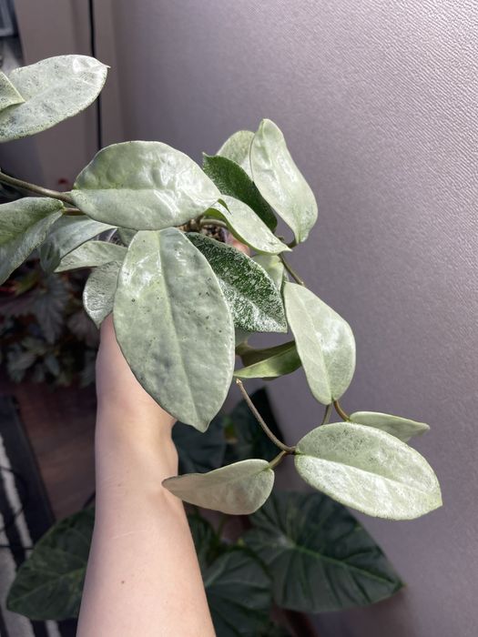 Хоя карноза нова гост