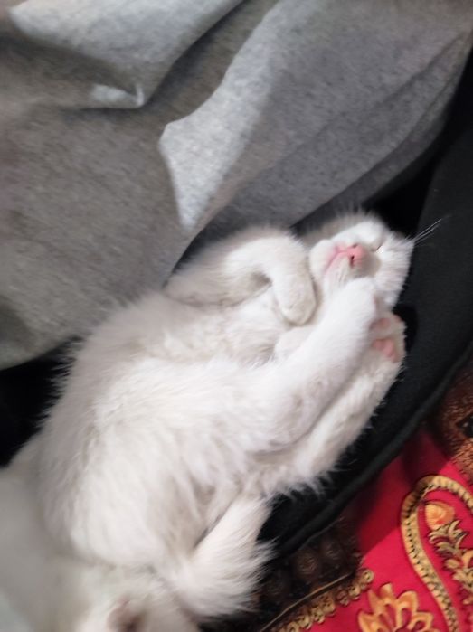 Шотландский белый кот