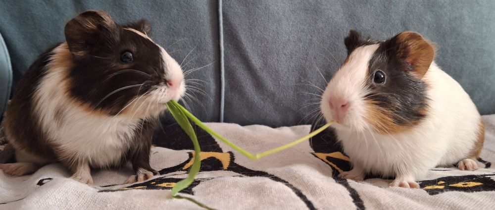 морские свинки продам