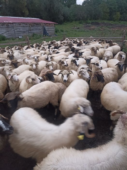 150 de oii de vânzar
