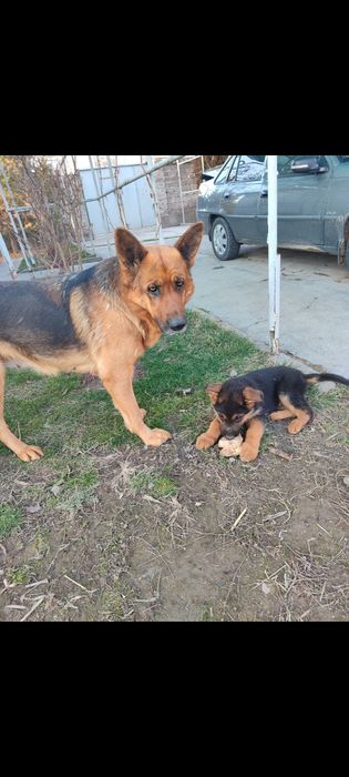 Щенки немецкой овчарки