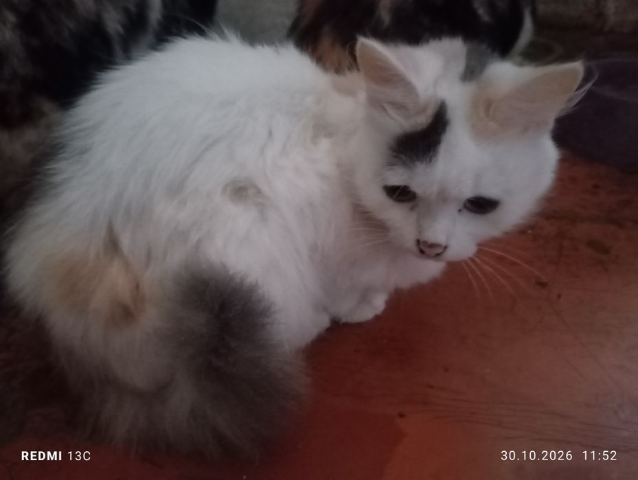 Срочно, отдам котиков
