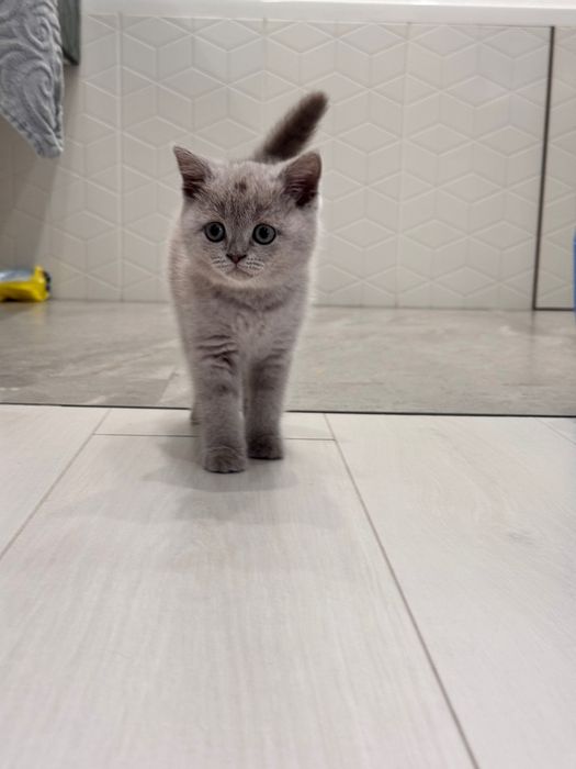 Британский котенок