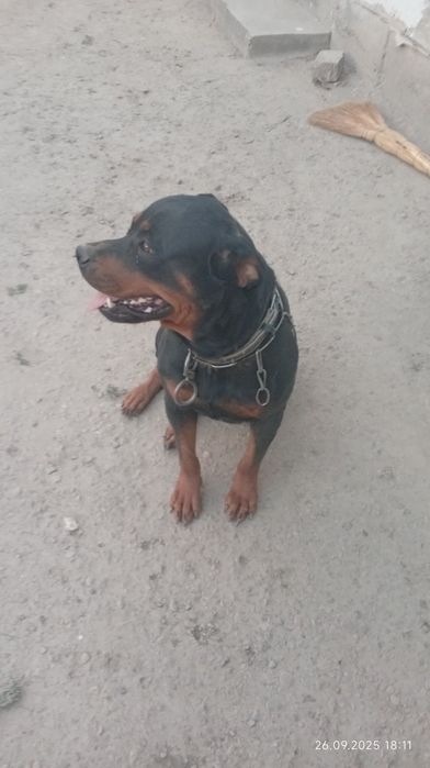 Ротвелер сотилади қиз бола 3 ёшлик