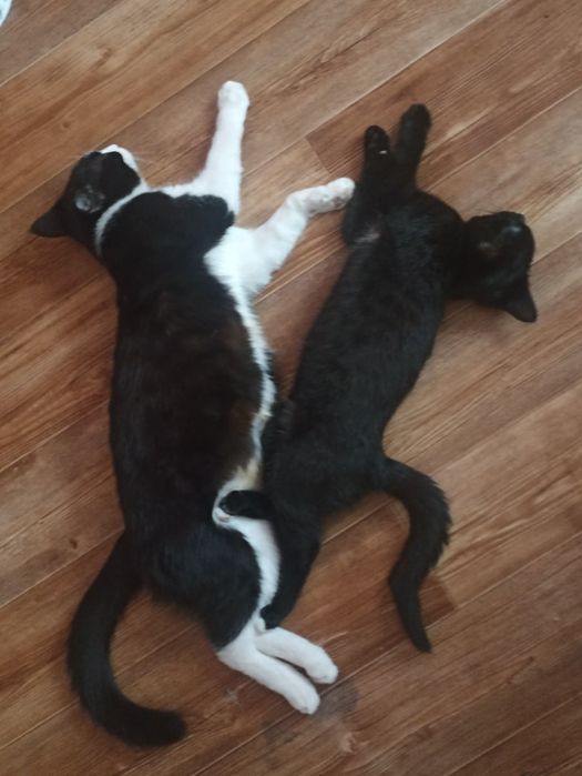 Кошка в добрые руки