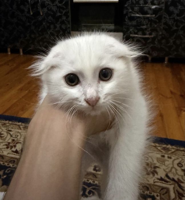 Продаются шотландские вислоухие