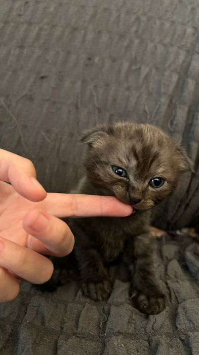 Отдам котёнка в добрые руки,мальчик