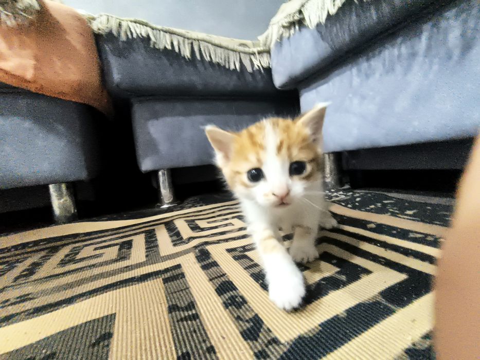 Отдам котенка девочку 2месяца