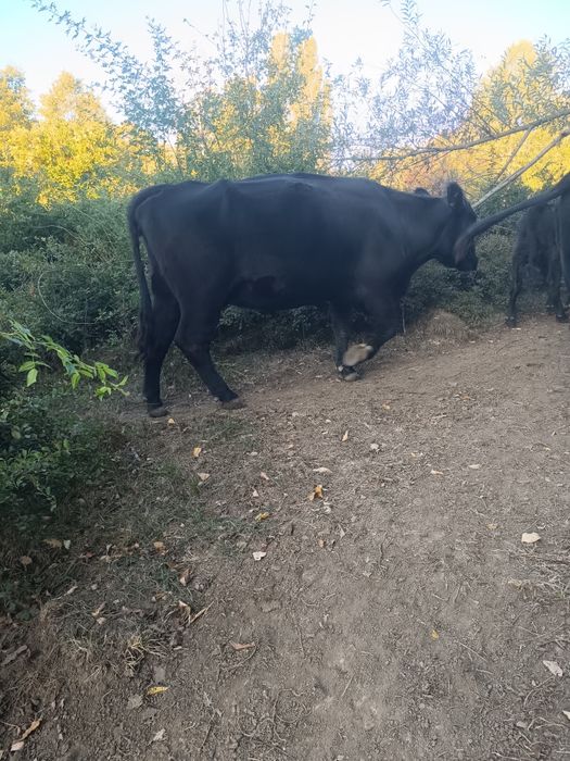 Vaci aberded Angus