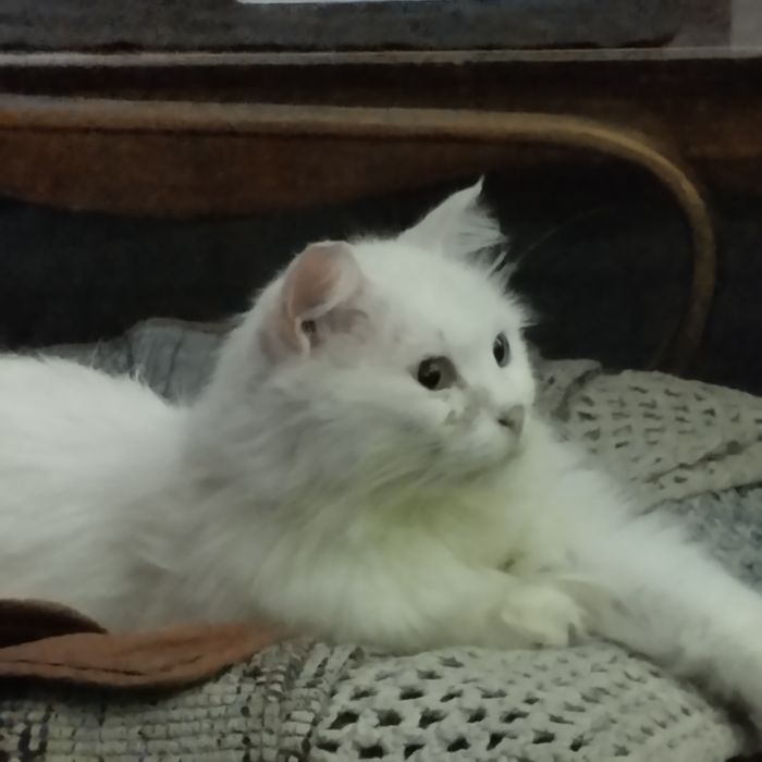 Отдам кошку в добрые руки