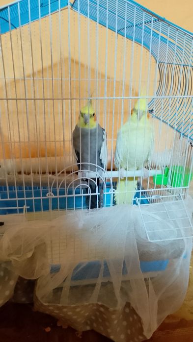 Папугай коралла пара комплект