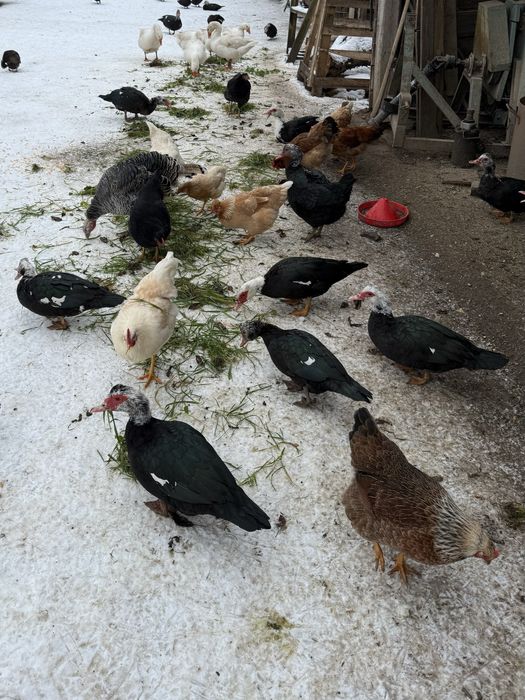 Oua  de gaina  BIO pentru incubat sau consum