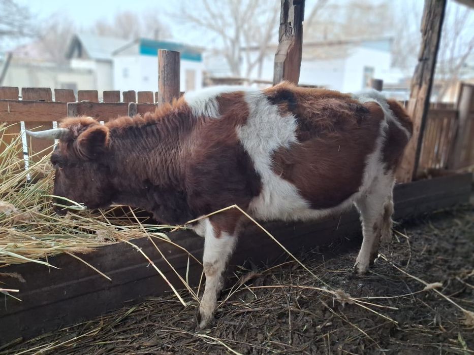 Сиыр сатылады 350 мыңға