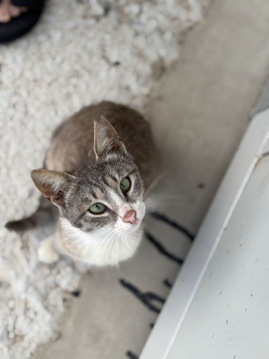 Кошечка ищет дом