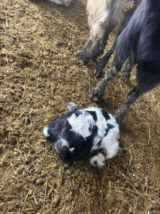 Iezi sugari de vânzare – sănătoși și viguroși